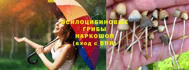 что такое   Цоци-Юрт  Псилоцибиновые грибы Psilocybe 